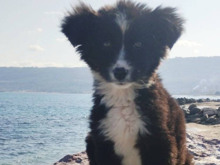 Vuoi adottare un cane a Varese?