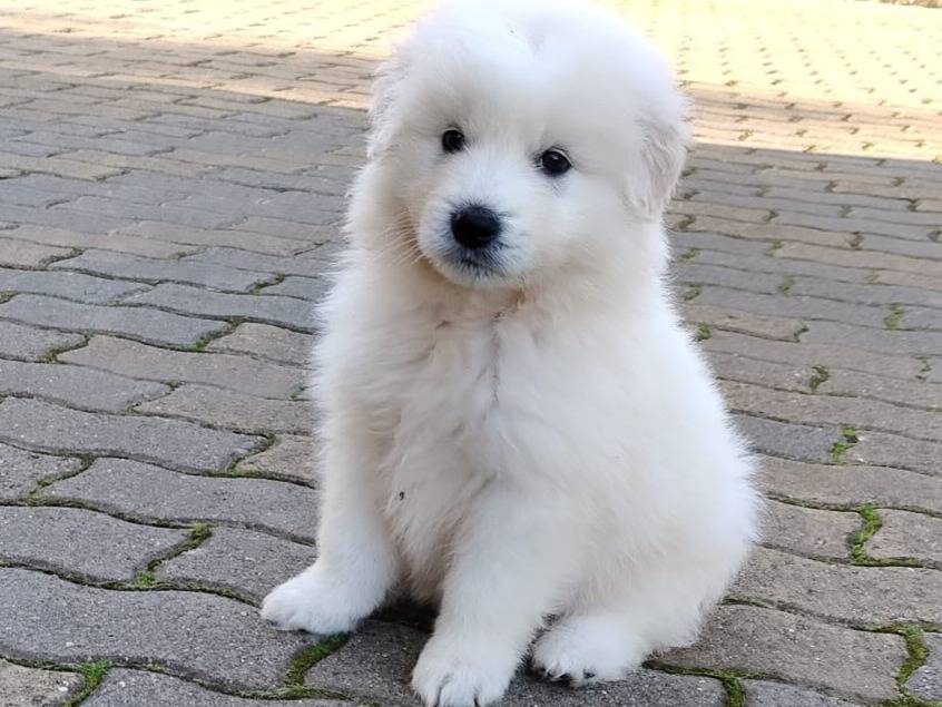 Adozione cane, maschio, Pastore maremmano Razza sconosciuta, 2 mesi, taglia grande, Varese