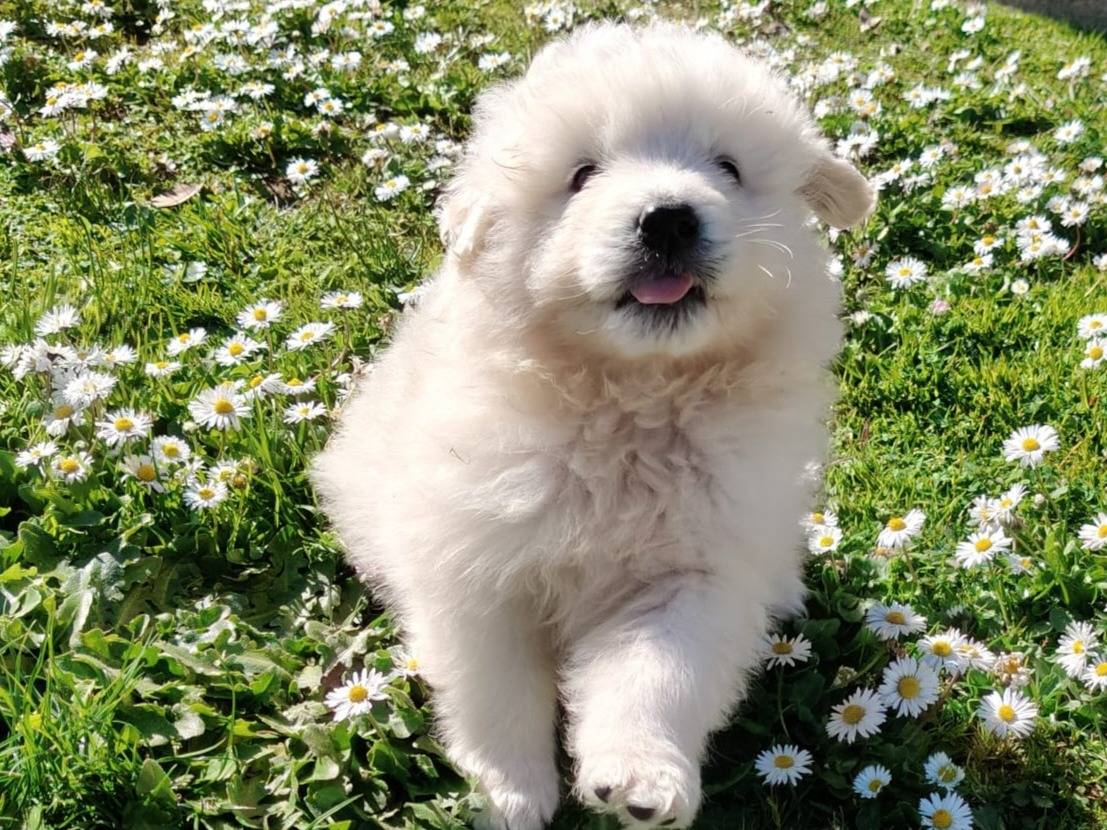 Adotta un cane, maschio, 2 mesi, Varese