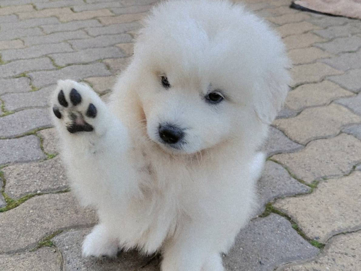 Vuoi adottare un cane a Varese?