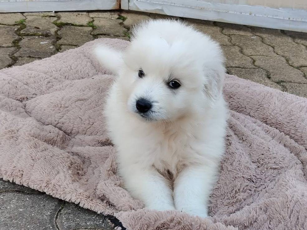 Adotta il cane UNA MAMMA PER MENNIE a Varese