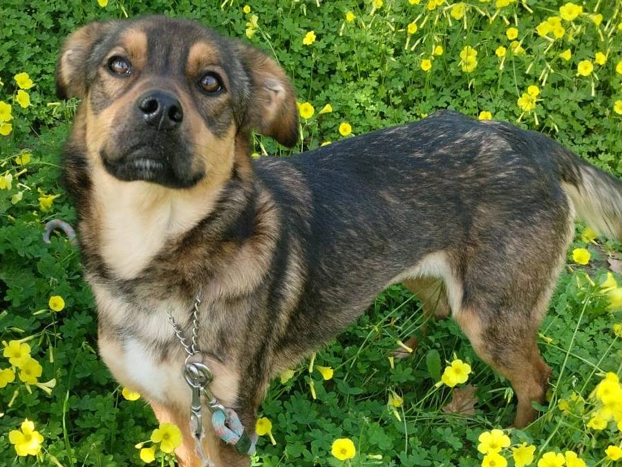 Adozione cane, femmina, Razza sconosciuta Razza sconosciuta, 1 anno, taglia media, Varese