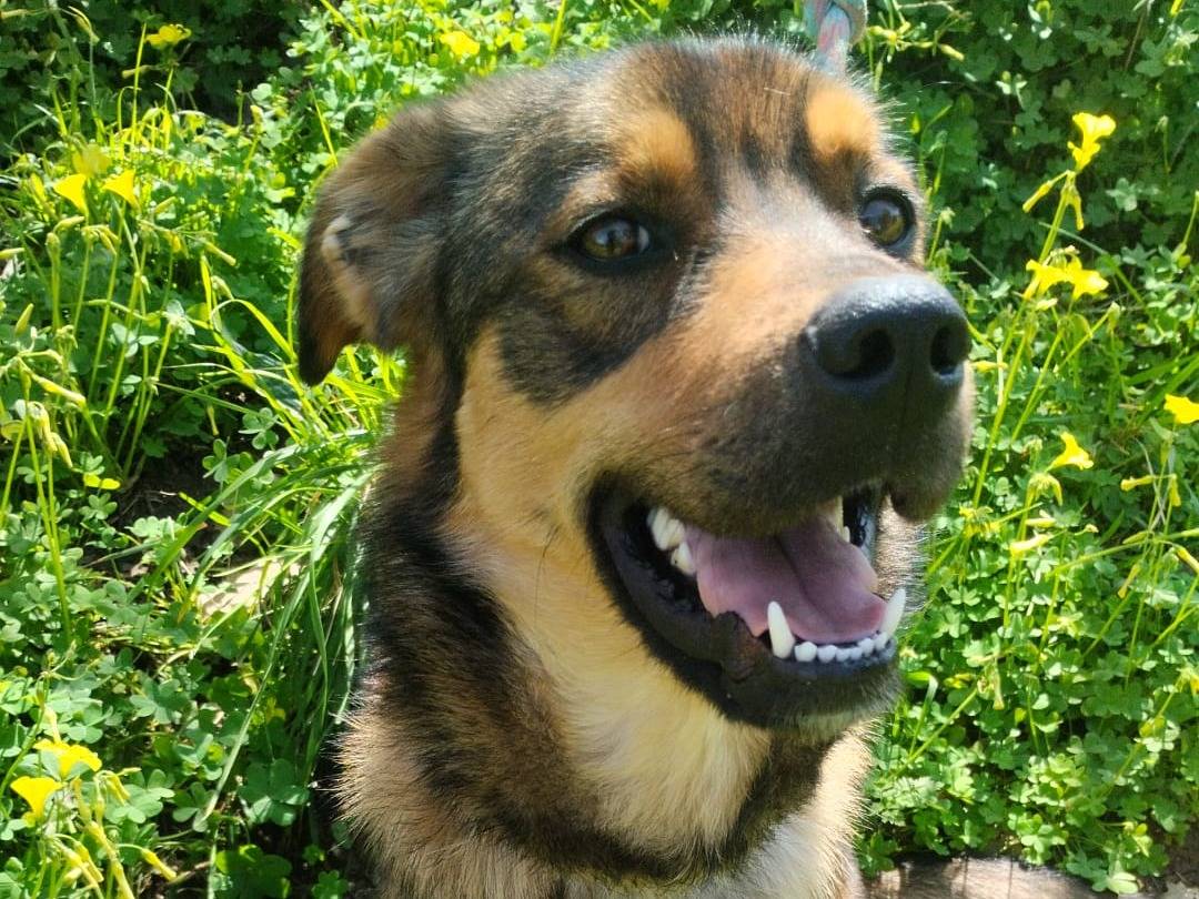 Adotta un cane, femmina, 1 anno, Varese