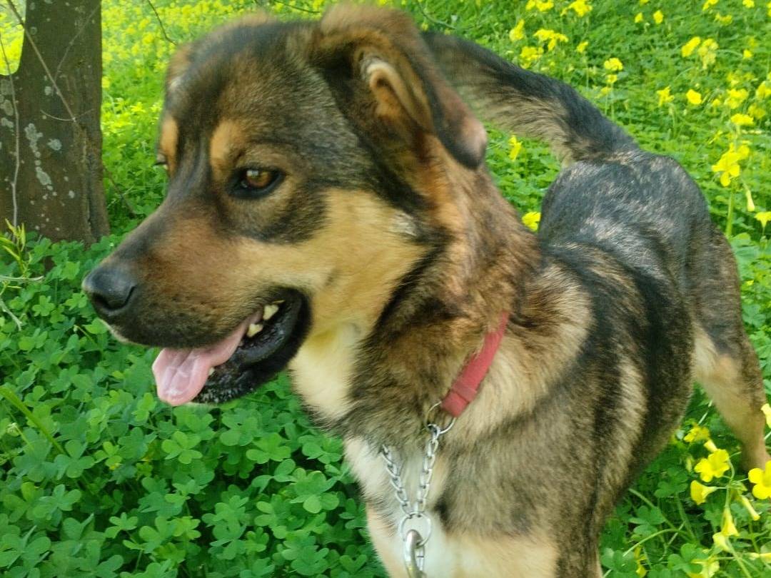 Adotta un cane, taglia media, femmina, Varese