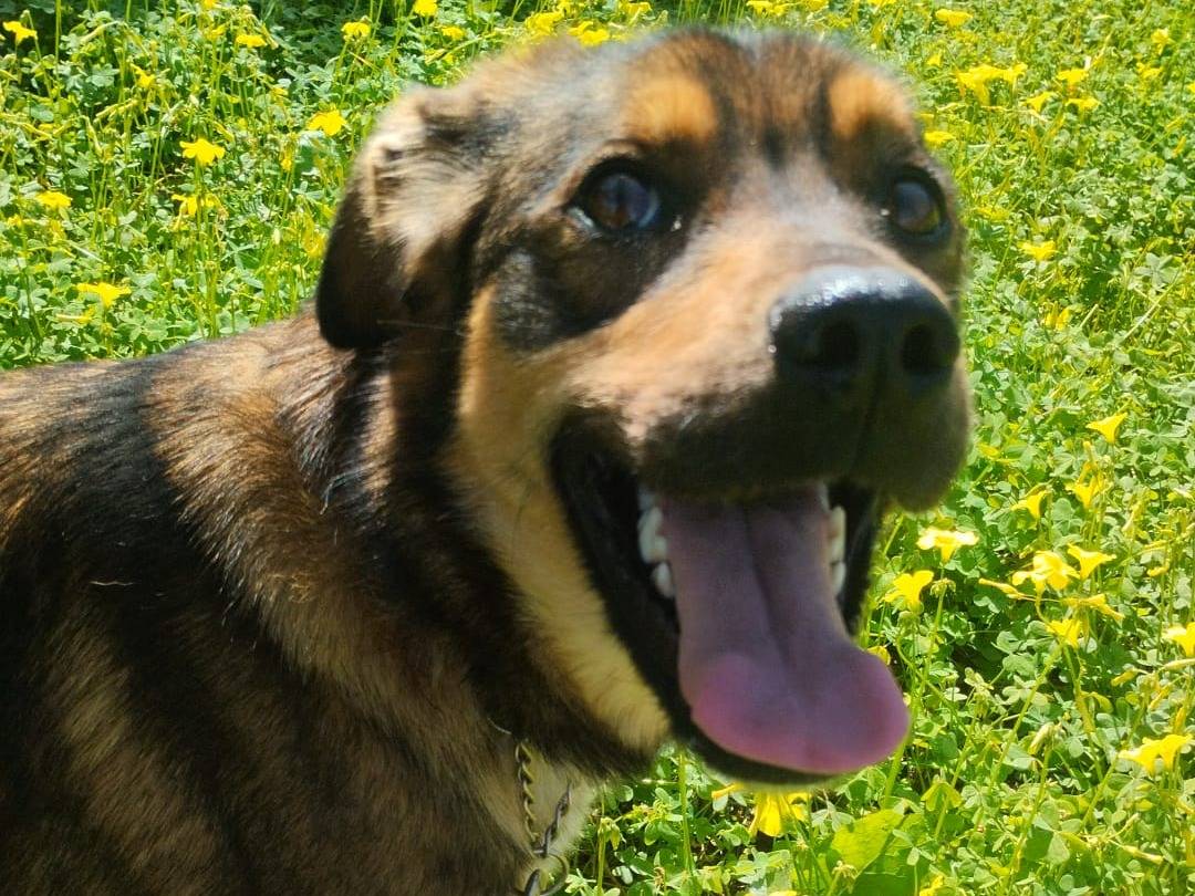 Vuoi adottare un cane a Varese?