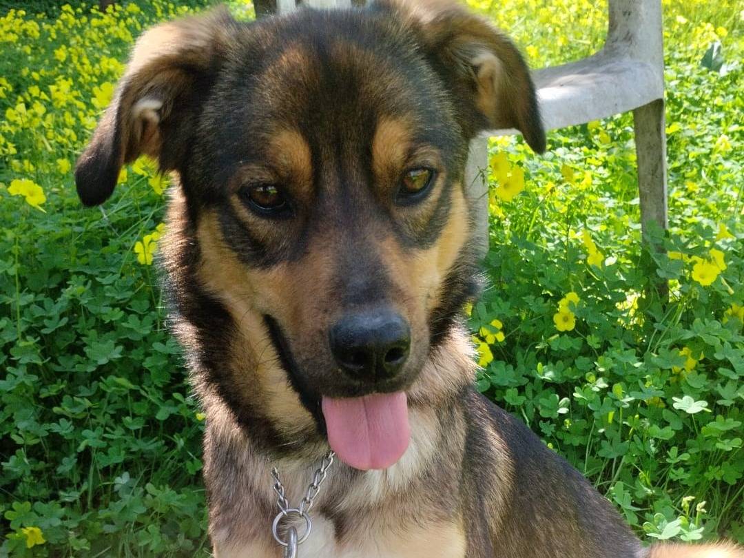 Adotta il cane UNA MAMMA PER TEKILA a Varese