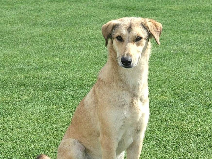 Adozione cane, femmina, Razza sconosciuta Razza sconosciuta, 1 anno e 6 mesi, taglia media, Siracusa