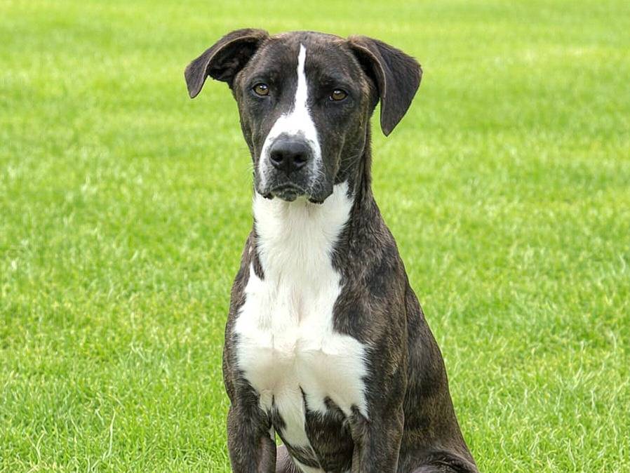 Adozione cane, femmina, Razza sconosciuta Razza sconosciuta, 9 mesi, taglia media, Siracusa