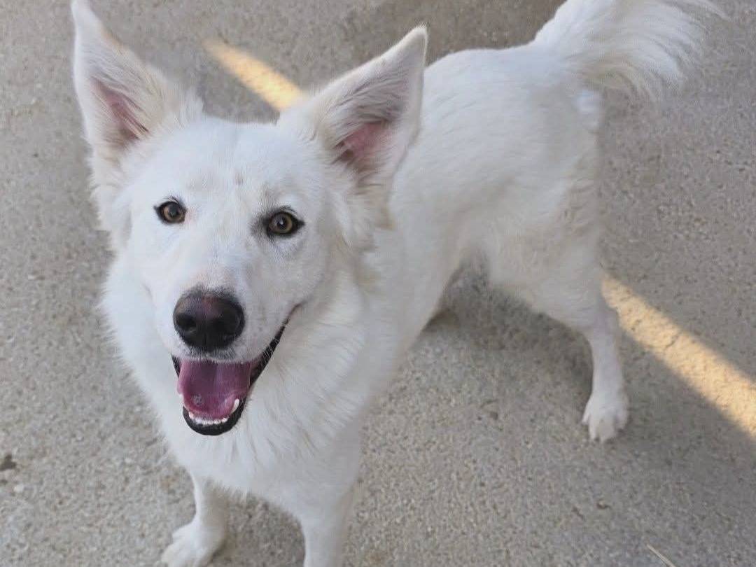 Adozione cane, maschio, Pastore svizzero Pastore tedesco, 1 anno e 9 mesi, taglia media, Barletta