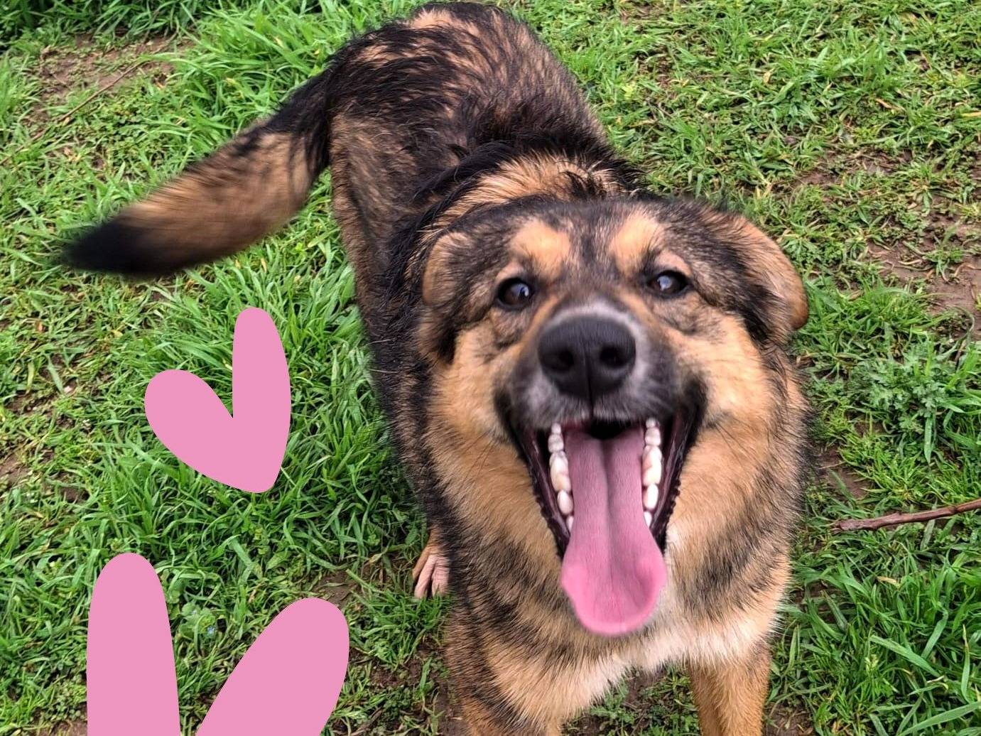 Adozione cane, femmina, Razza sconosciuta Razza sconosciuta, 1 anno, taglia media, Crotone