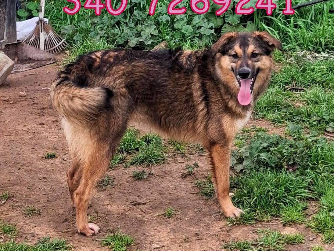 Adotta un cane, femmina, 1 anno, Crotone