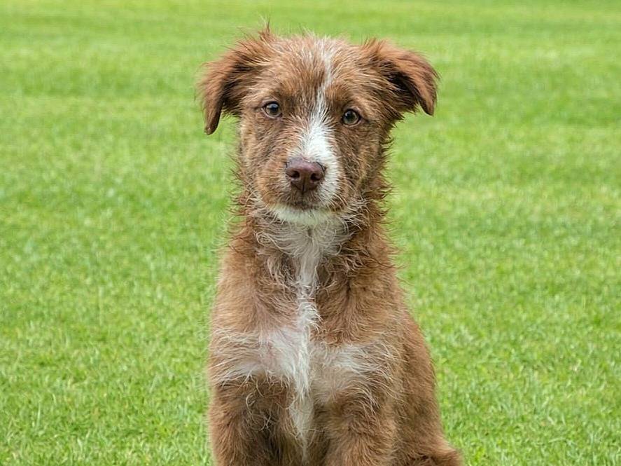 Adozione cane, maschio, Razza sconosciuta Razza sconosciuta, 2 mesi, taglia media, Siracusa