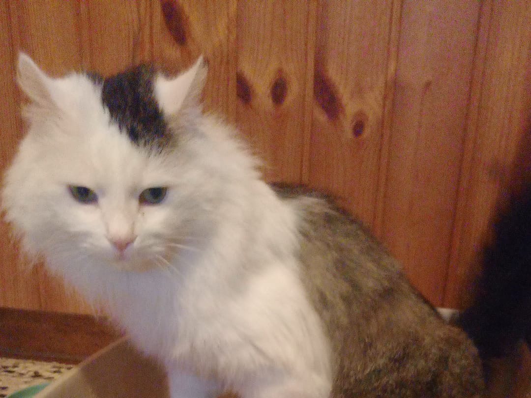 Adozione gatto, maschio, Razza sconosciuta Razza sconosciuta, 4 anni, taglia non valida, Brescia