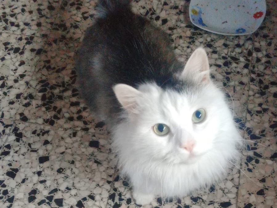 Adotta un gatto, maschio, 4 anni, Brescia