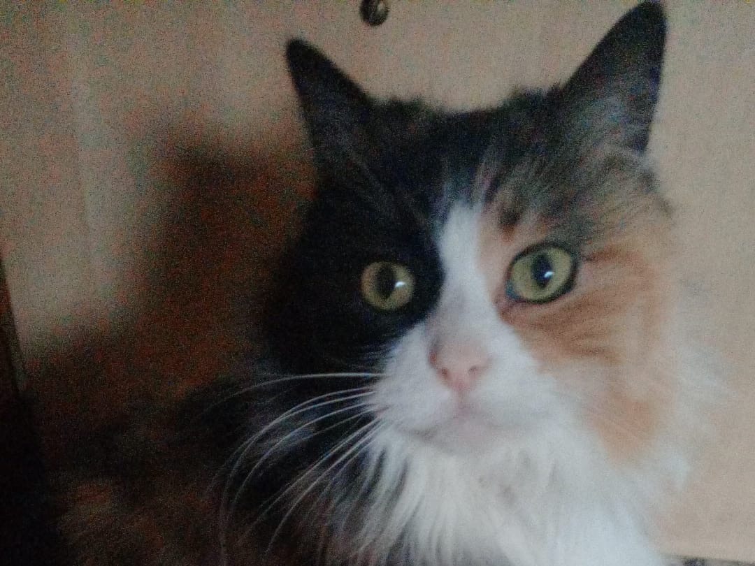 Adotta un gatto, taglia non valida, maschio, Brescia