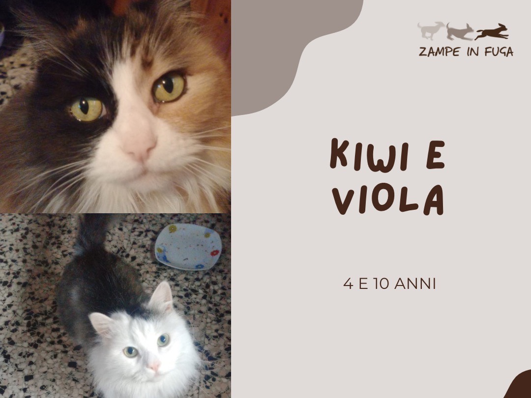 Vuoi adottare un gatto a Brescia?