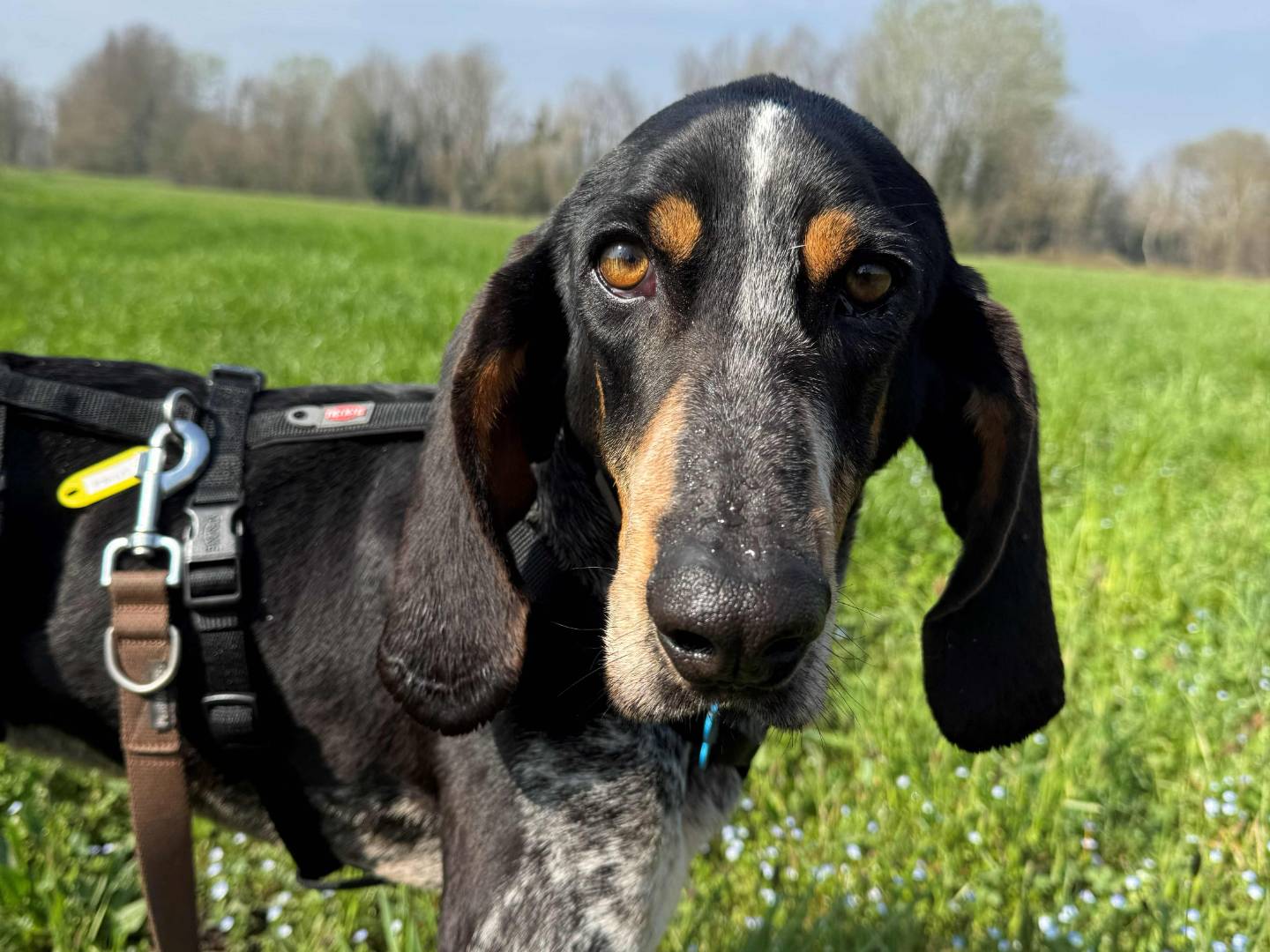 Adozione cane, maschio, Razza sconosciuta Razza sconosciuta, 8 anni e 2 mesi, taglia media contenuta, Milano