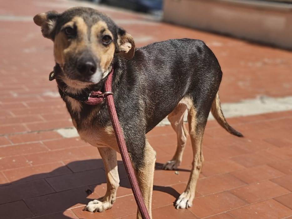 Adozione cane, maschio, Razza sconosciuta Razza sconosciuta, 5 anni, taglia media contenuta, Avellino