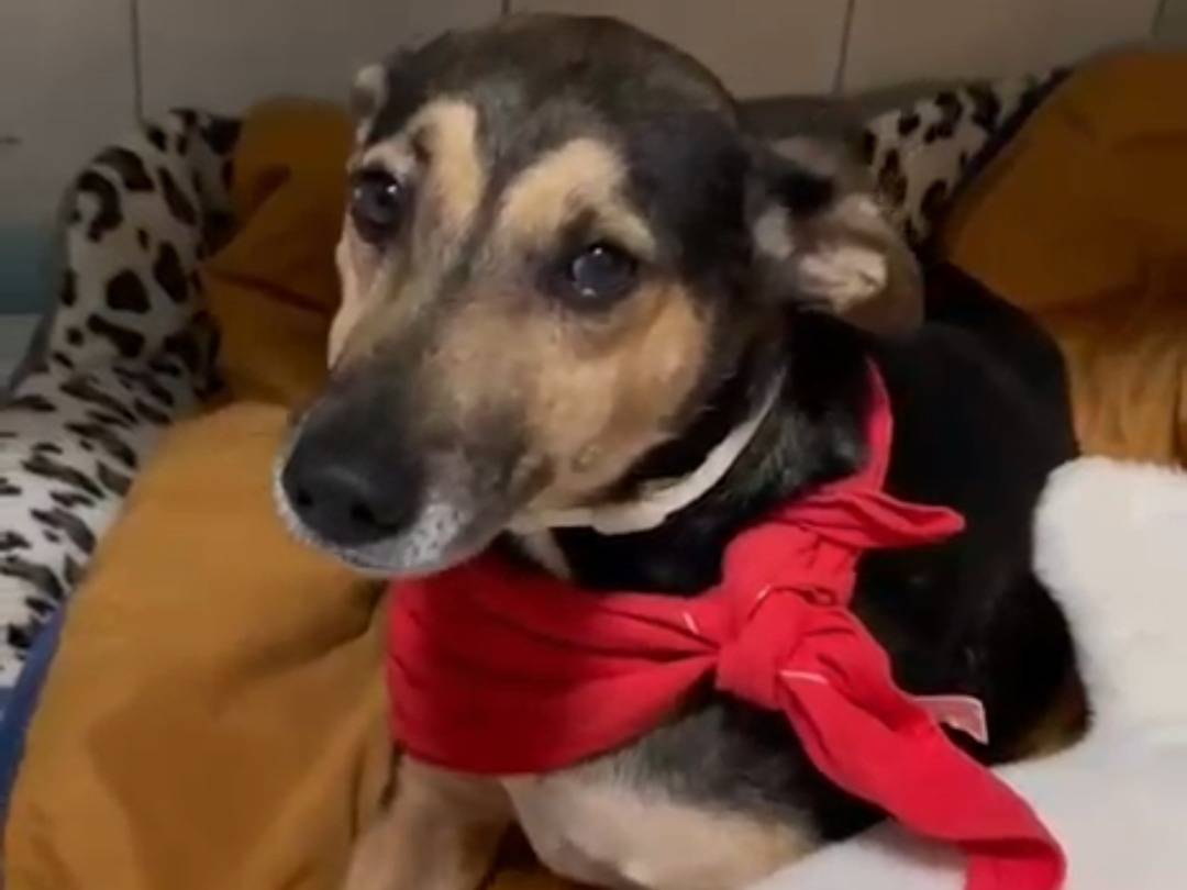 Adotta un cane, maschio, 5 anni, Avellino