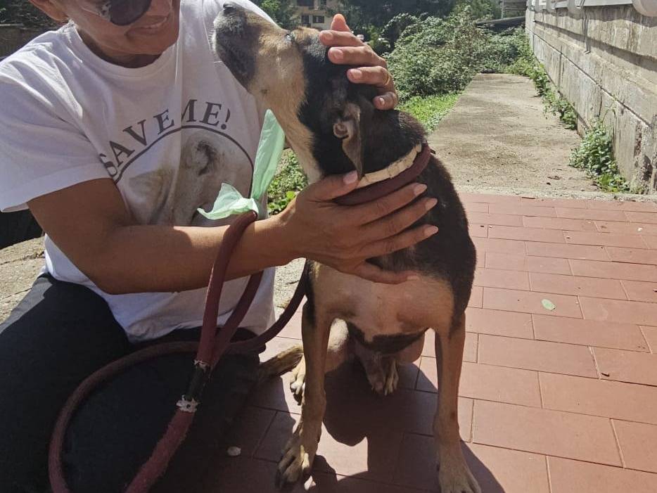 Adotta un cane, taglia media contenuta, maschio, Avellino