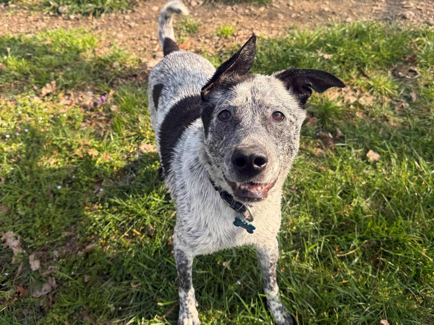 Adotta un cane, femmina, 5 anni e 6 mesi, Milano