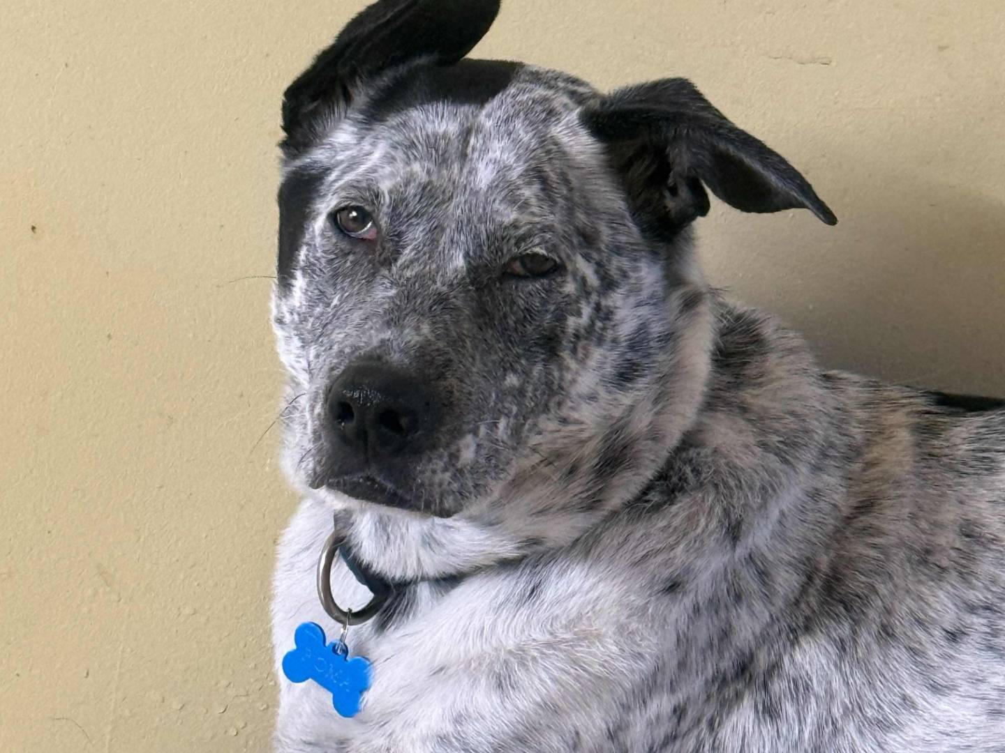 Adotta un cane, taglia media, femmina, Milano