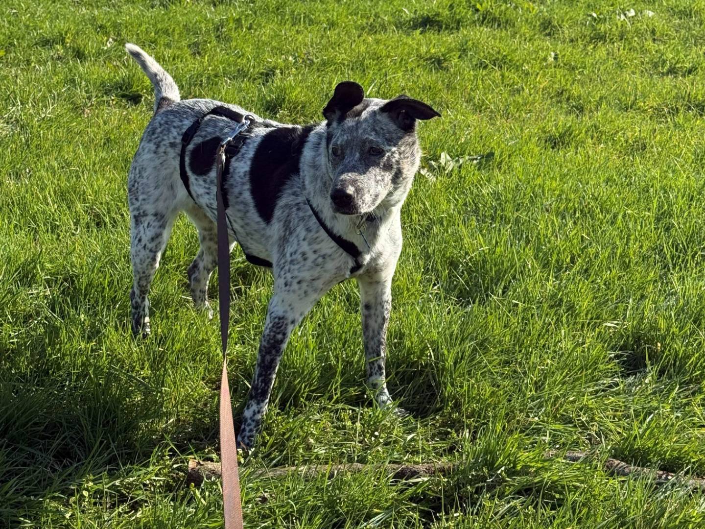 Vuoi adottare un cane a Milano?
