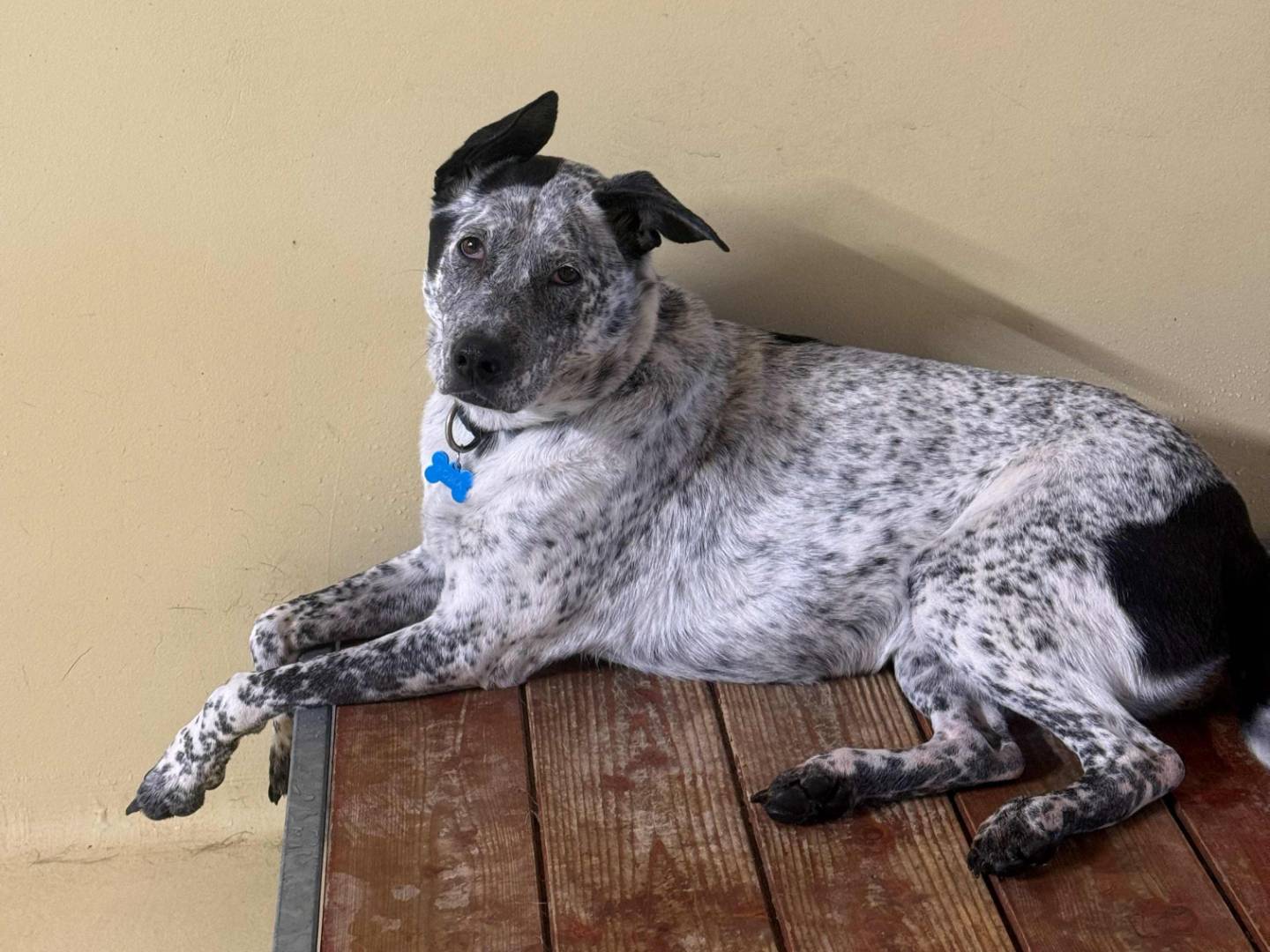 Adotta il cane Roma a Milano