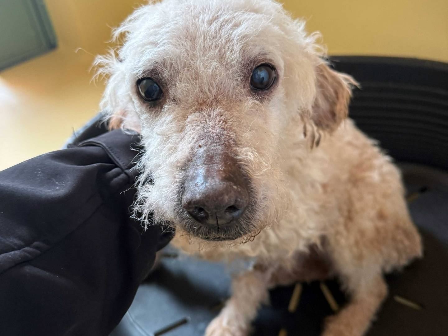 Adozione cane, maschio, Razza sconosciuta Razza sconosciuta, 15 anni e 6 mesi, taglia media contenuta, Milano