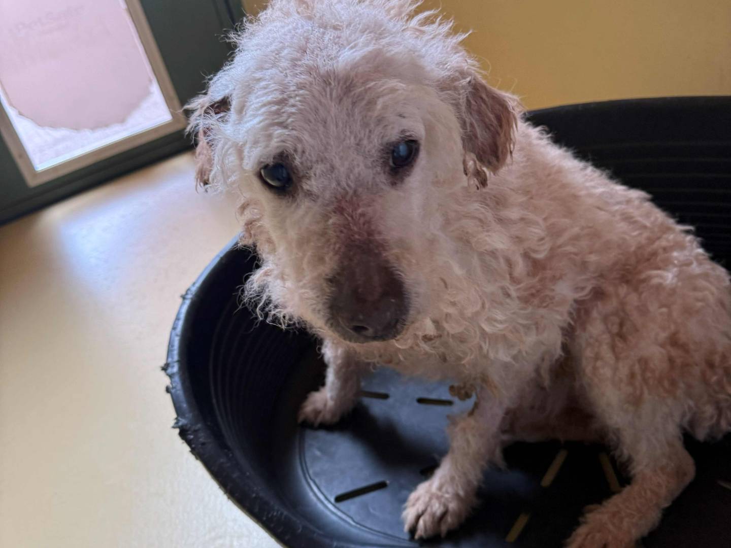 Adotta un cane, taglia media contenuta, maschio, Milano