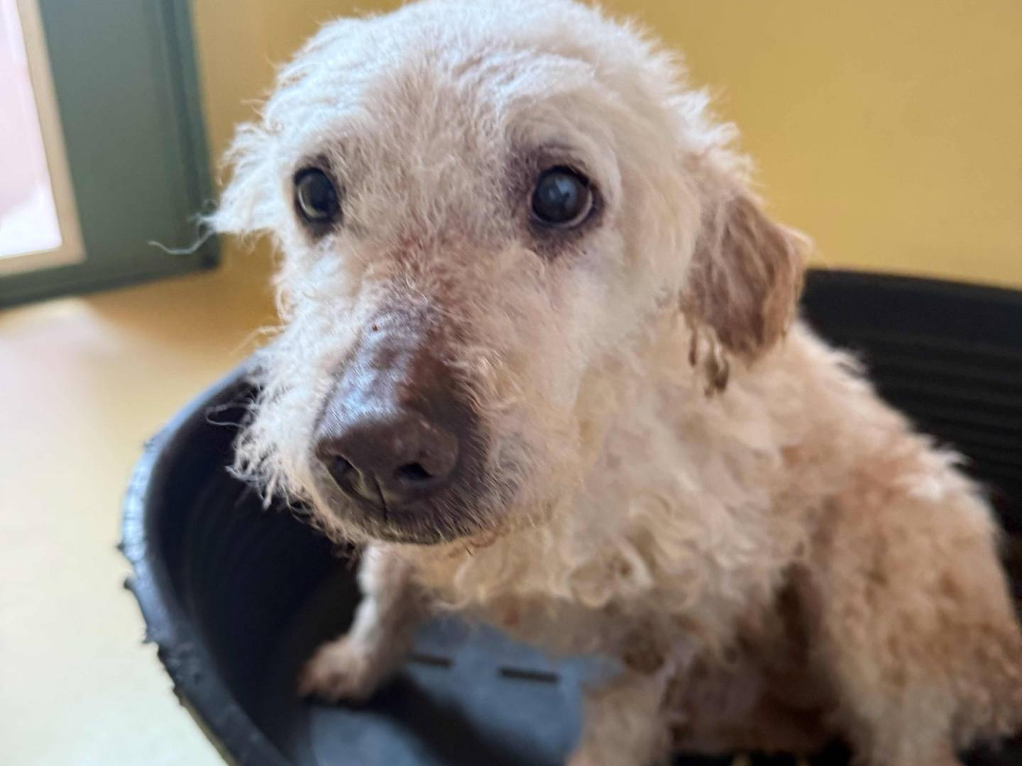 Vuoi adottare un cane a Milano?