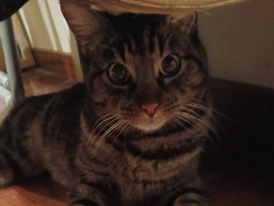 Adotta un gatto, femmina, 2 anni e 2 mesi, Parma