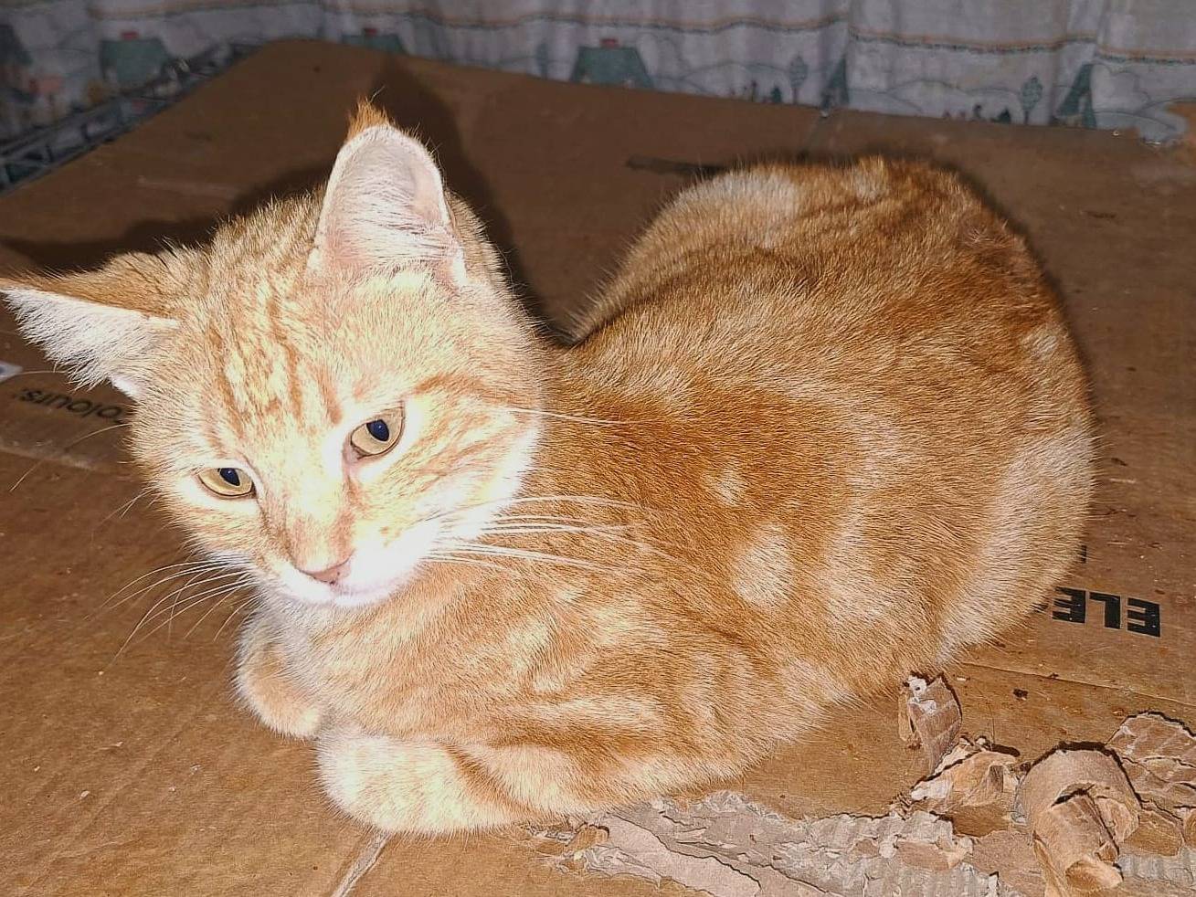 Adozione gatto, femmina, Razza sconosciuta Razza sconosciuta, 2 anni e 1 mese, taglia non valida, Siracusa
