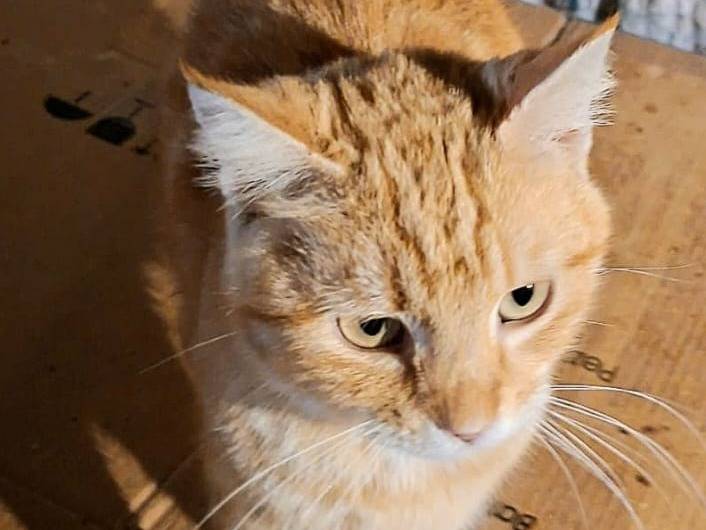 Adotta un gatto, femmina, 2 anni e 1 mese, Siracusa