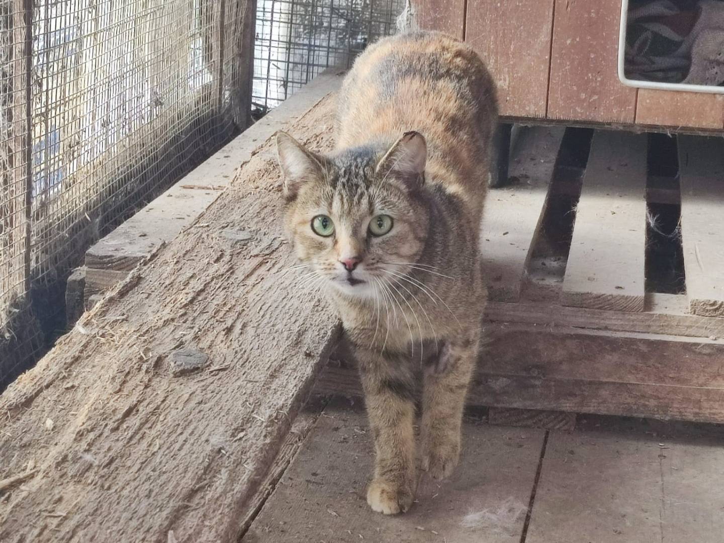 Adozione gatto, femmina, Razza sconosciuta Razza sconosciuta, 1 anno e 6 mesi, taglia non valida, Parma