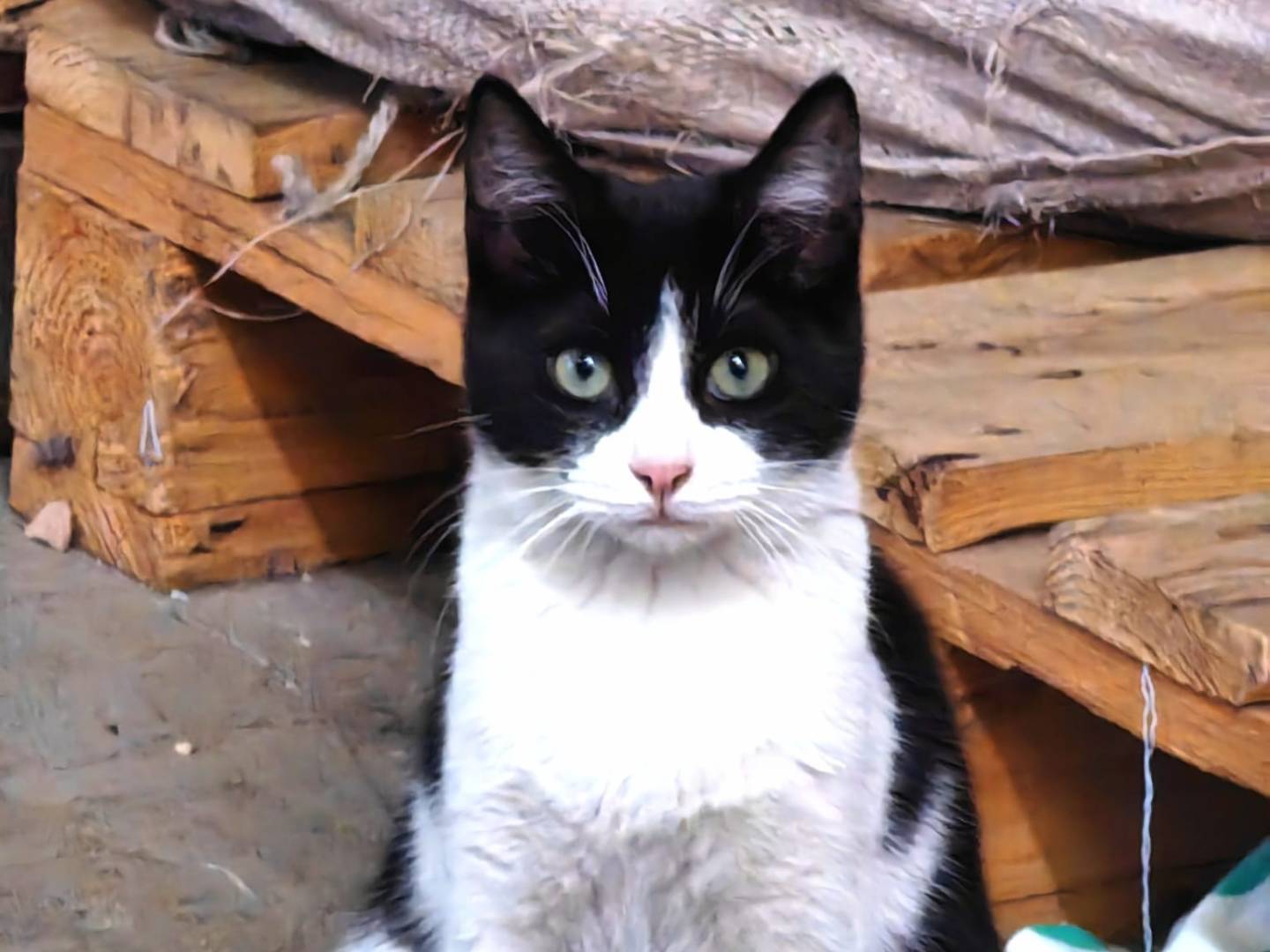 Adotta un gatto, maschio, 4 anni, Barletta