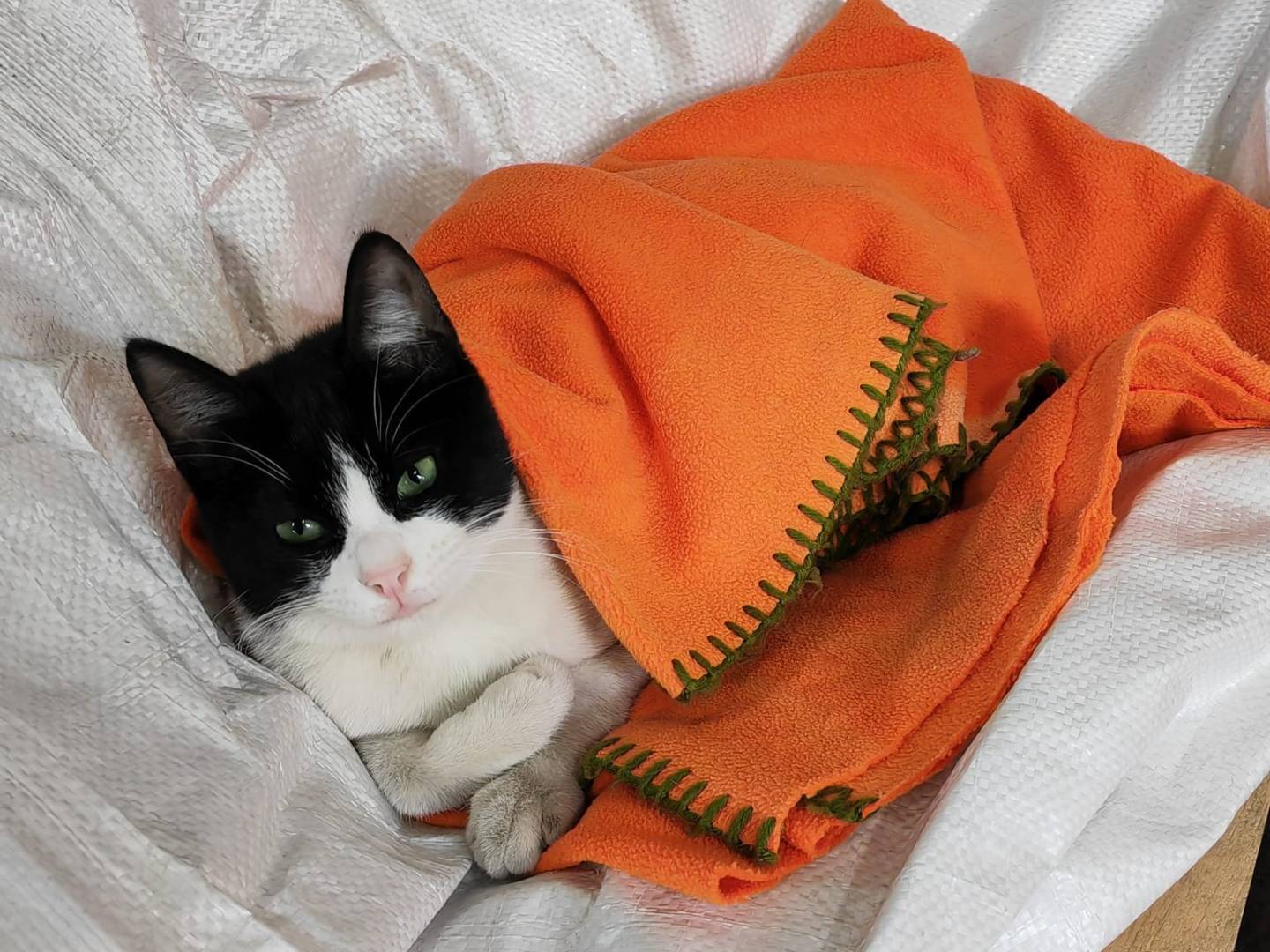 Adotta un gatto, taglia non valida, maschio, Barletta