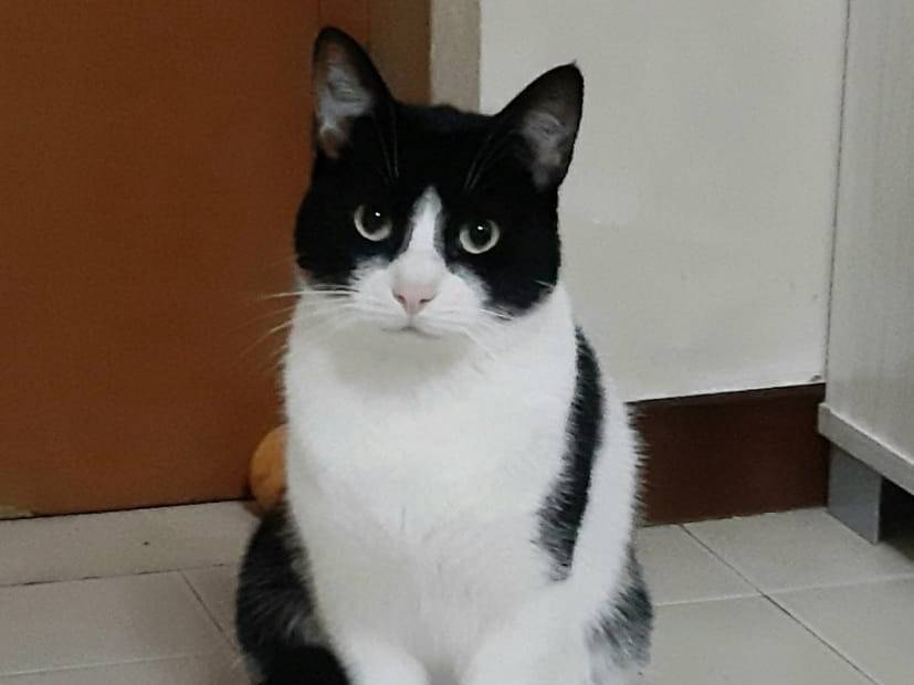 Vuoi adottare un gatto a Barletta?