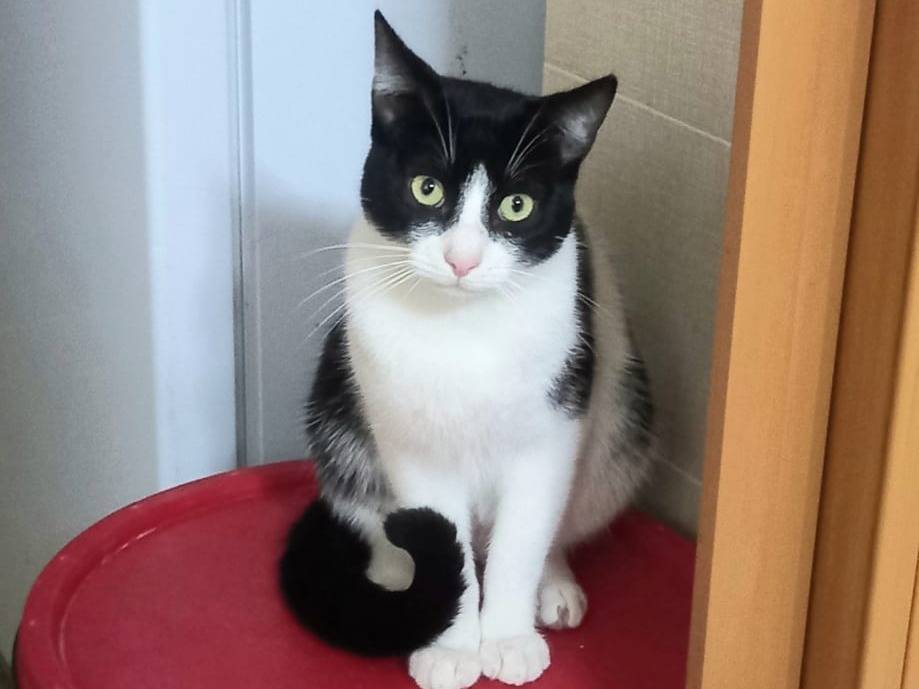 Adotta il gatto Zipper a Barletta