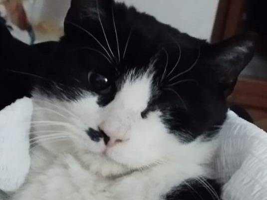 Adozione gatto, femmina, Razza sconosciuta Razza sconosciuta, 1 anno e 3 mesi, taglia non valida, Barletta