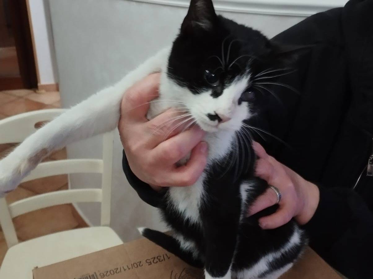 Adotta un gatto, taglia non valida, femmina, Barletta