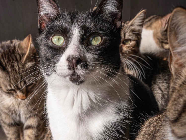 Adozione gatto, femmina, Razza sconosciuta Razza sconosciuta, 11 mesi, taglia non valida, Bari