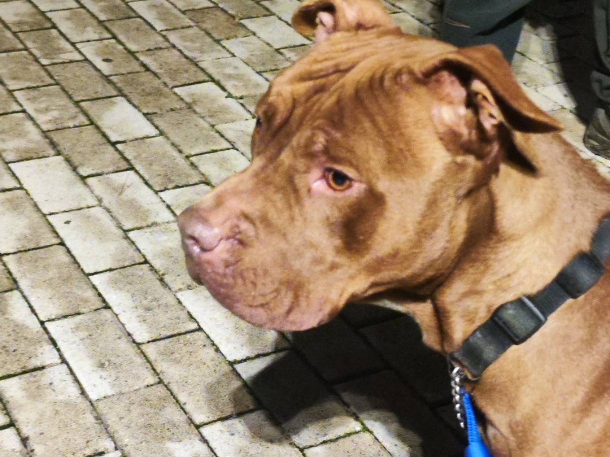 Adozione cane, maschio, Pitbull Razza sconosciuta, 3 anni e 3 mesi, taglia grande, Bari