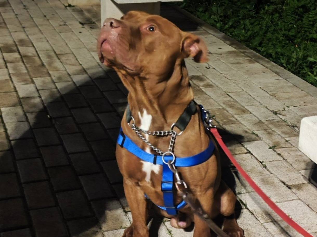 Adotta un cane, maschio, 3 anni e 3 mesi, Bari