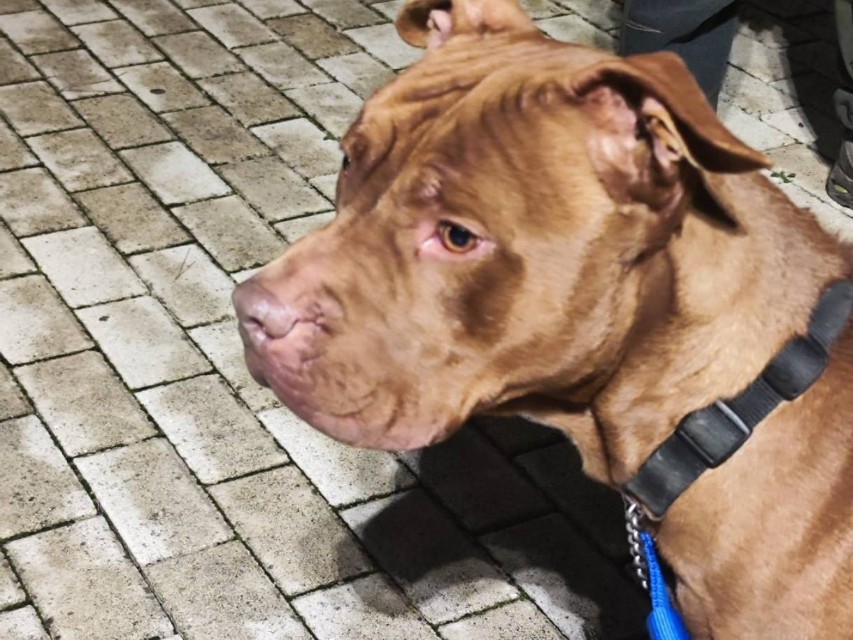 Adotta un cane, taglia grande, maschio, Bari