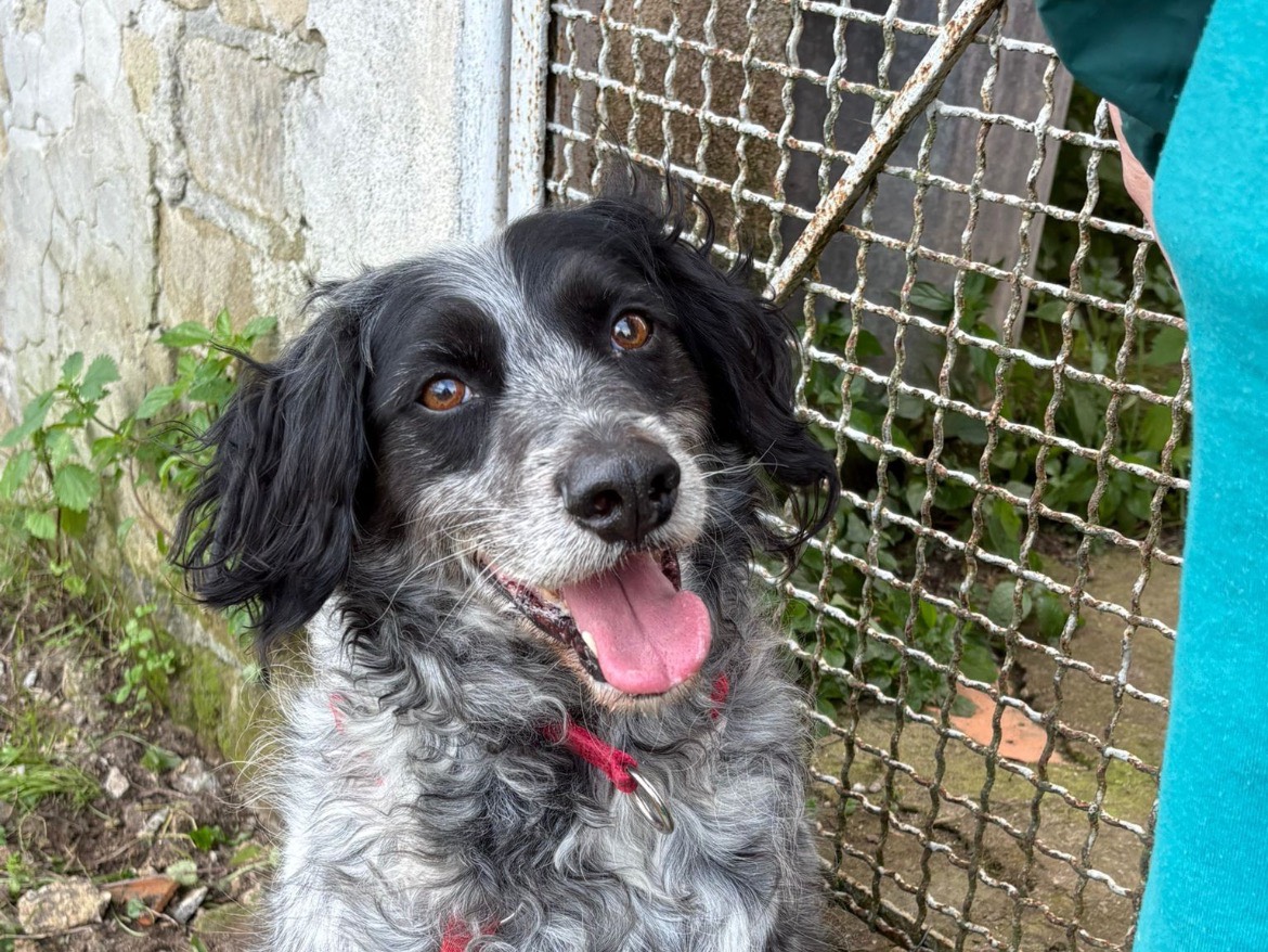 Adotta un cane, maschio, 8 anni e 6 mesi, Caserta