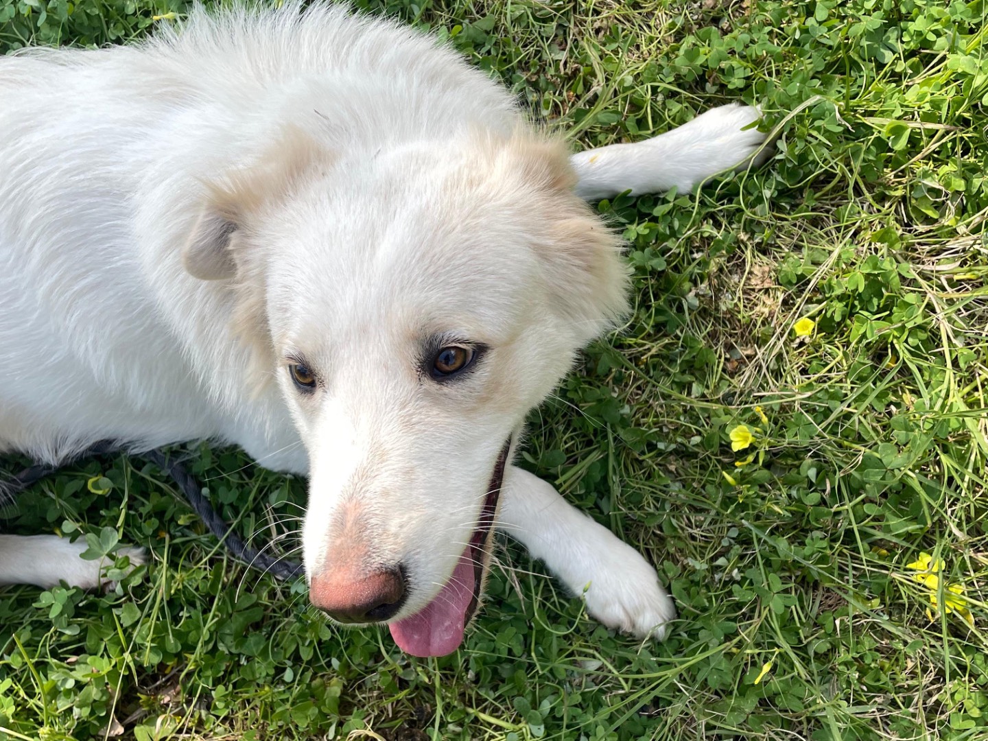 Adotta un cane, femmina, 1 anno e 6 mesi, Messina