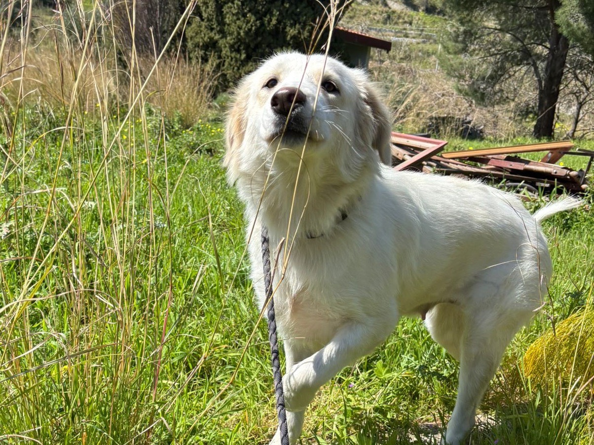 Adotta un cane, taglia media, femmina, Messina