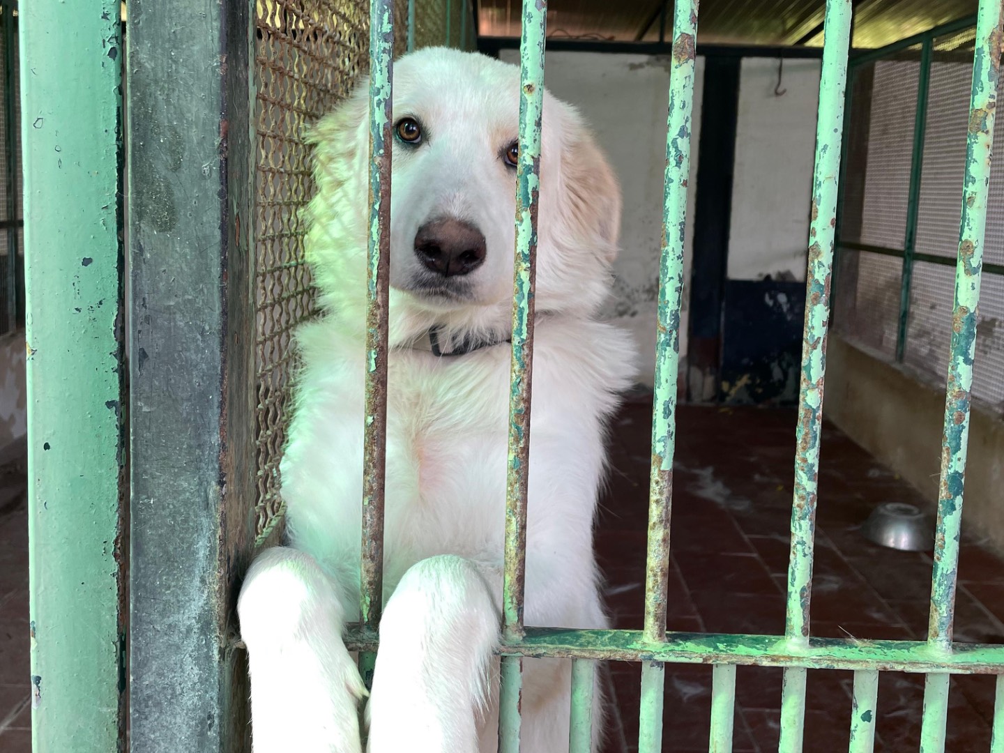 Adotta il cane Athena a Messina