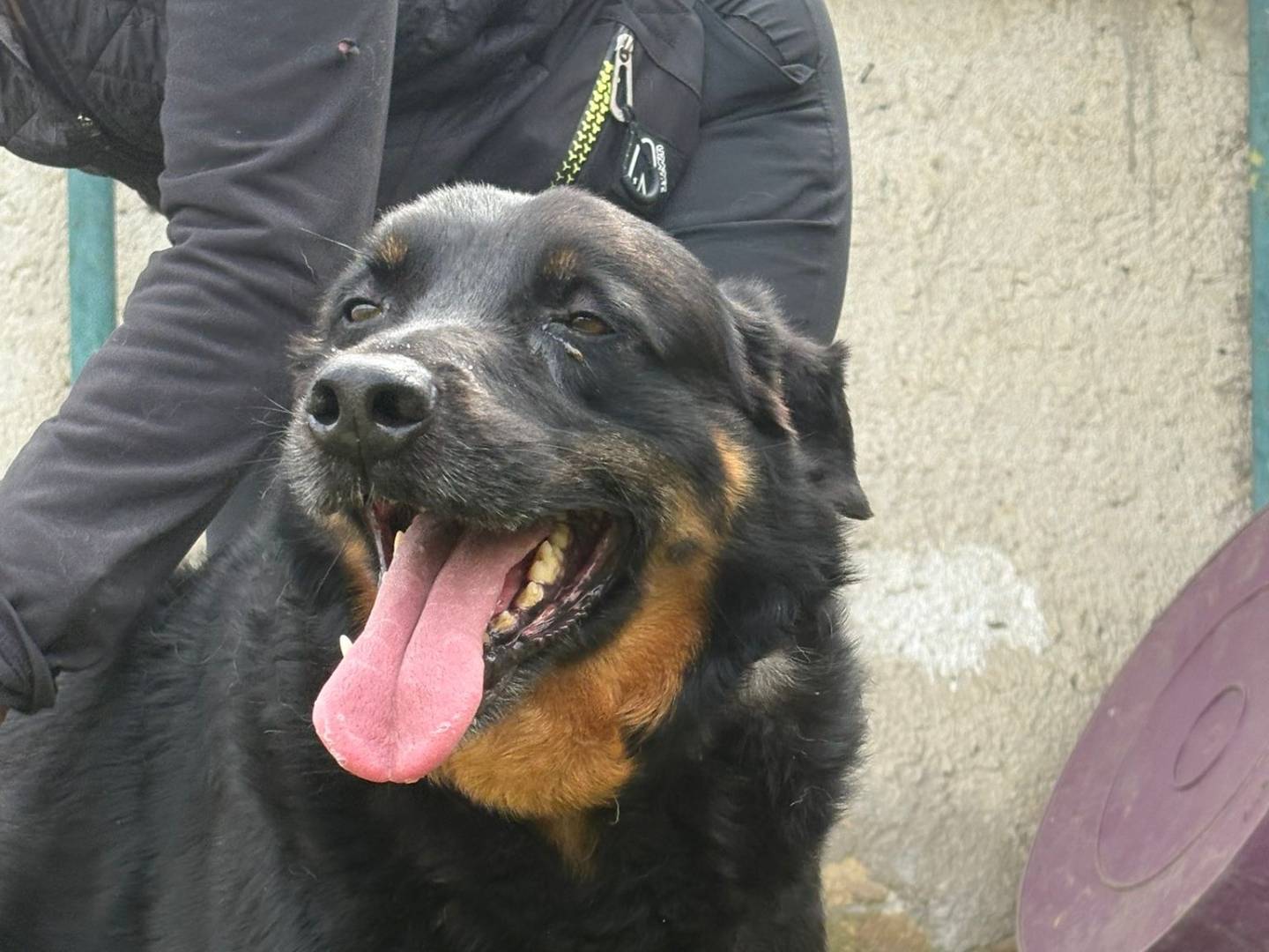 Adozione cane, maschio, Rottweiler Razza sconosciuta, 8 anni e 5 mesi, taglia media, Caserta